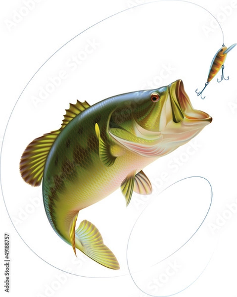 Obraz Largemouth Bass