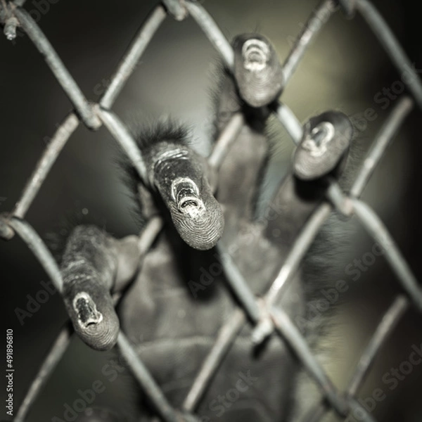 Obraz The red-shanked douc