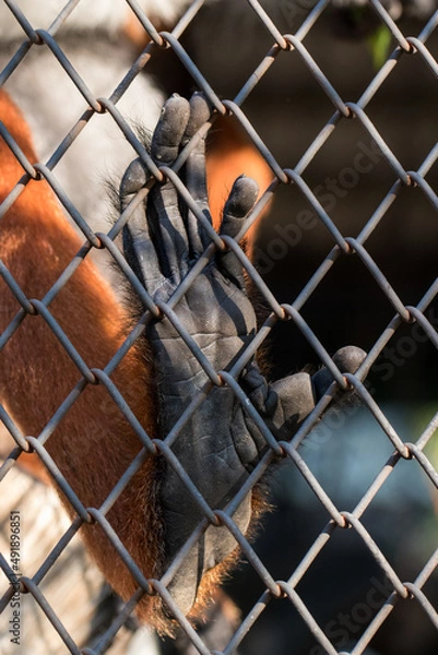 Obraz The red-shanked douc