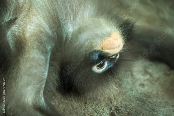 Obraz The red-shanked douc