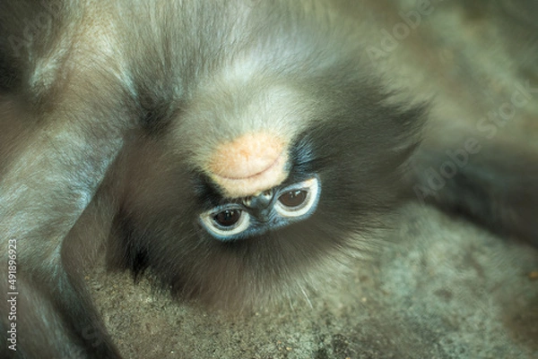 Obraz The red-shanked douc