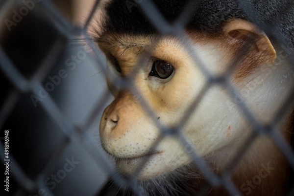 Obraz The red-shanked douc