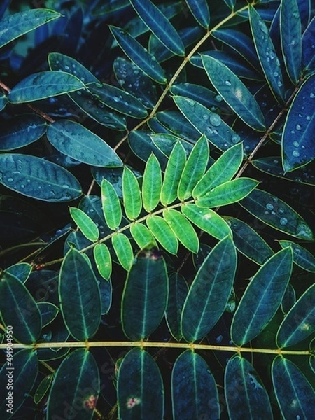 Obraz leaves background