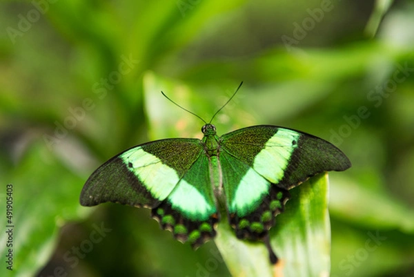 Fototapeta Green papilio palinurus butterfly with open wings on blurry nature natural background