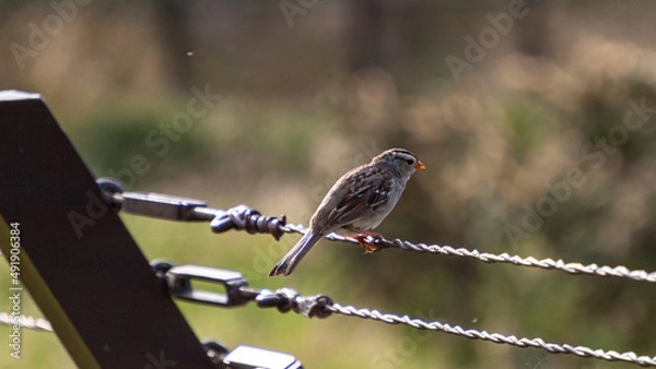 Obraz Sparrow Resting on a Fence 1