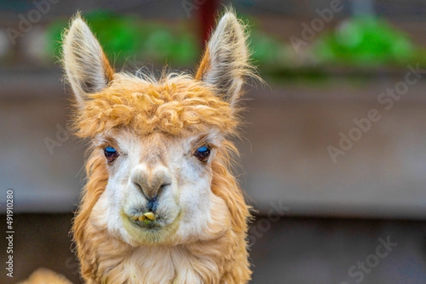 Obraz Face of a Peruvian Alpaca
