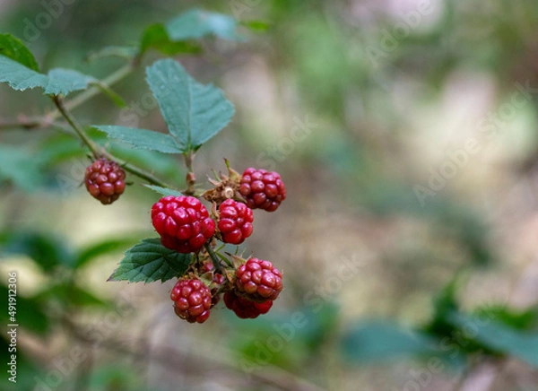 Obraz Shrub with raspberries in the forest in red and black Copy Space