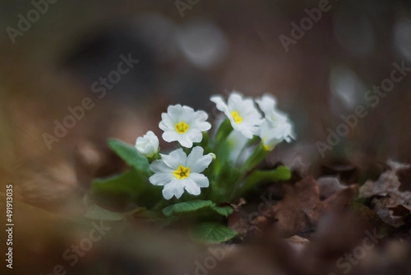 Obraz White primrose blooms in the forest. Flowers close-up on a blurred background. Spring primroses.