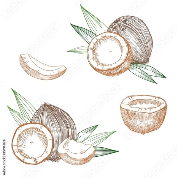 Fototapeta Coconut hand drawn sketch. Whole and half coconuts and palm leaves. Line art vintage style tropical vector food illustration.