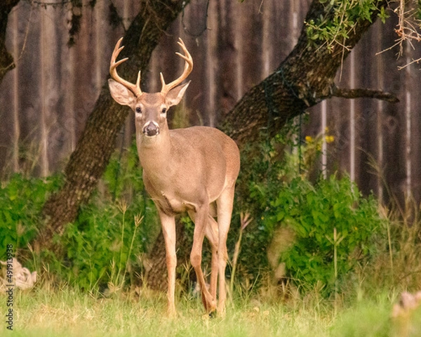 Fototapeta Young Buck