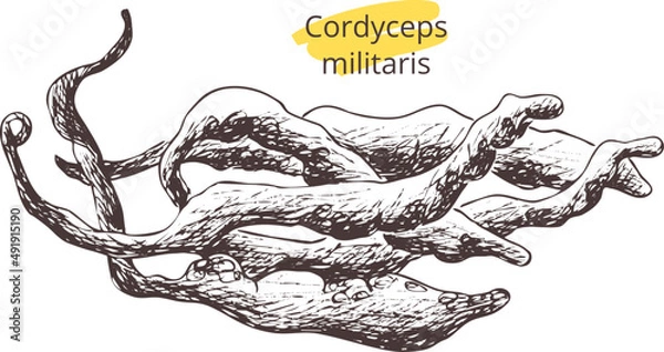 Fototapeta  Hand drawn vintage vector sketch mushrooms Cordyceps militaris. Contour silhouette on 
transparent background. template Eps  image. Template design for pharmacy label, package, poster, pattern