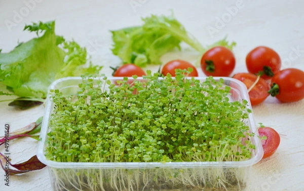 Fototapeta microgreens for salad in a box. germinated seeds and tomatoes. healthy cooking products