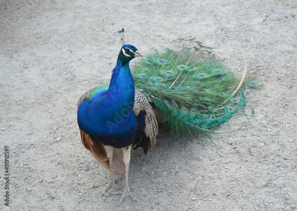 Fototapeta The peacock bird stands on the ground. front view