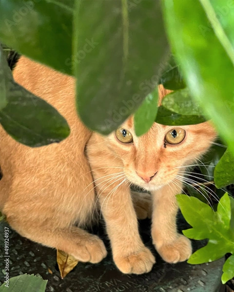 Fototapeta Orange cat peeking out from foliage