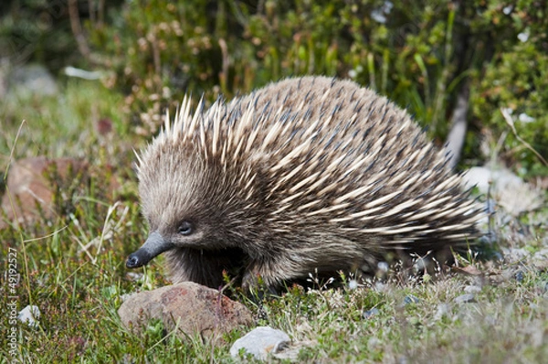 Fototapeta Echidna