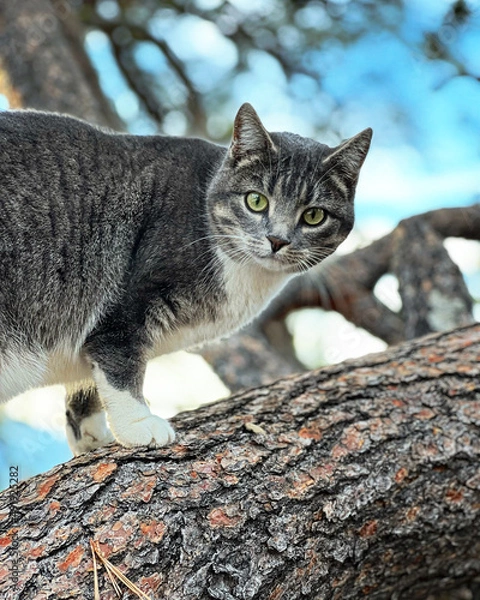 Fototapeta Cat on a tree branch in the forest