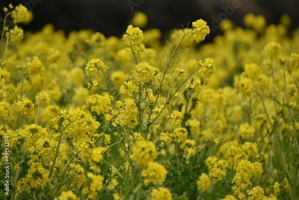 Obraz 満開の菜の花