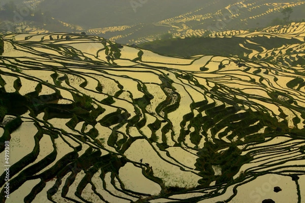 Fototapeta Yuanyang 4