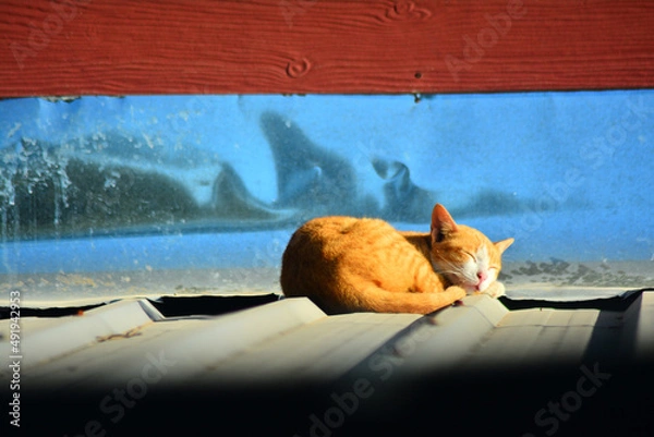 Obraz แมวที่กำลังนอนหลับพักผ่อนรับไออุ่นจากแสงแดดยามเช้า