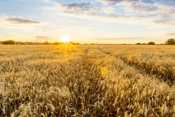 Fototapeta Amazing view at beautiful summer golden wheaten field with beautiful sunny sky on background, rows leading far away, valley landscape