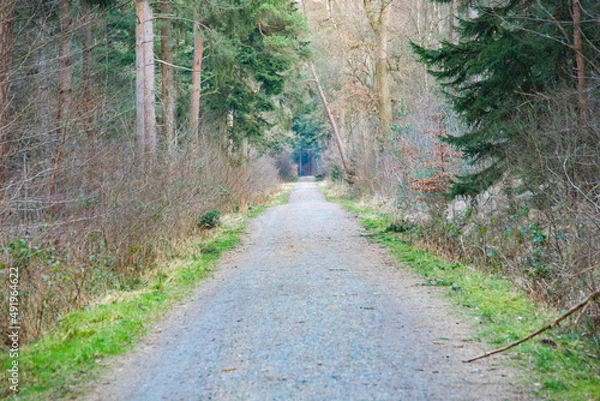 Obraz path in the forest