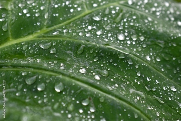 Obraz leaf with water drops