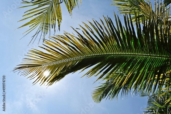 Obraz palm tree leaves