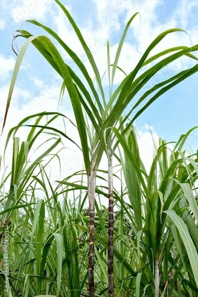 Obraz sugar cane