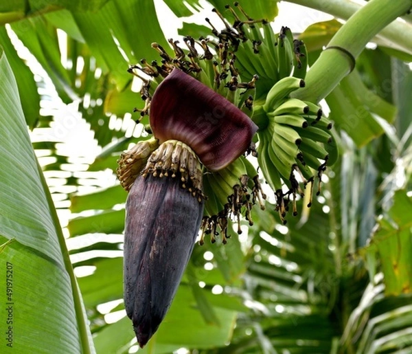 Obraz banana leaf on tree