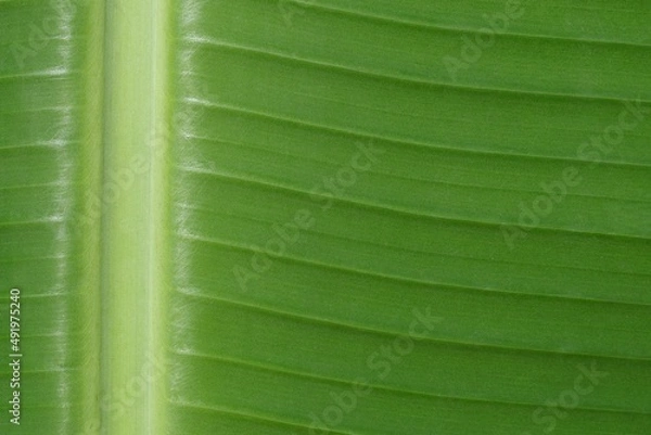 Obraz green leaf texture