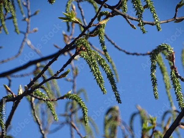 Fototapeta birch tree