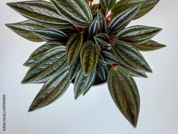 Fototapeta A home plant peperomia rosso isolated on a white background