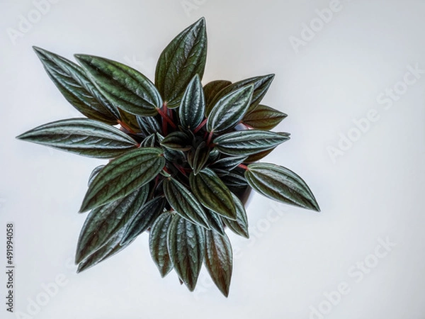 Fototapeta A home plant peperomia rosso isolated on a white background