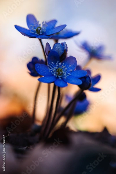 Obraz Leberblümchen