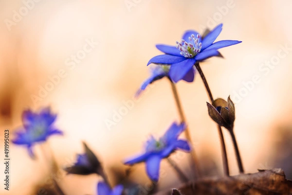 Obraz Leberblümchen