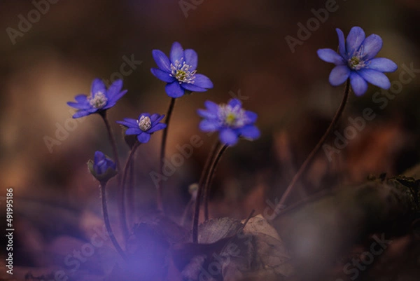 Obraz Leberblümchen