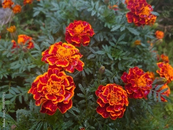 Fototapeta red and yellow flowers