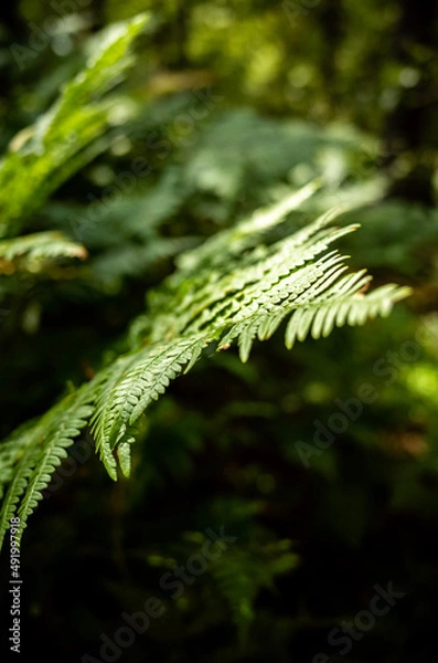 Fototapeta close up of pine needles