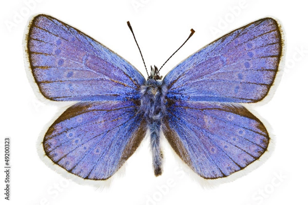 Obraz Polyommatus dorylas