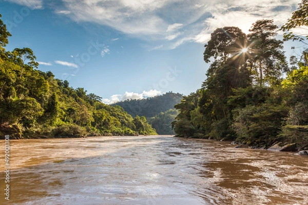 Fototapeta Jungle and River in the Peruvian Amazon