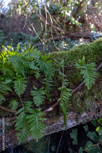Fototapeta Felce Selvatica.