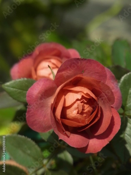 Obraz Exif_JPEG_PICTURE