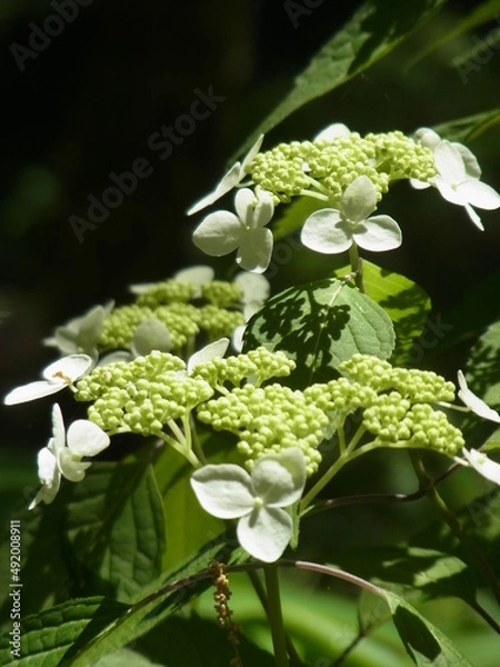 Fototapeta Exif_JPEG_PICTURE