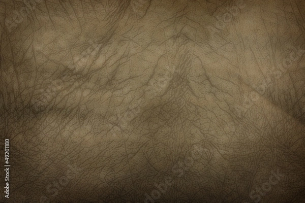 Obraz elephant skin