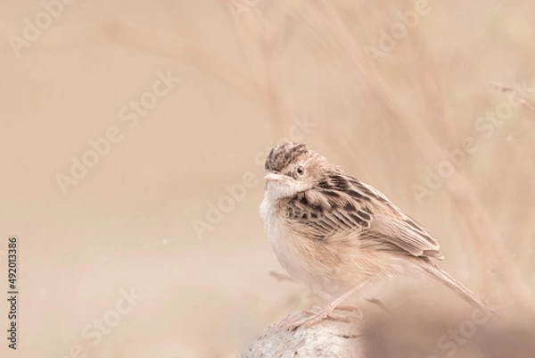 Obraz A Bushlark (juvenile) is perching 
