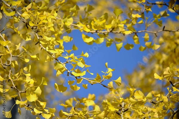 Fototapeta 風景素材　秋陽を浴びて綺麗なイチョウの葉