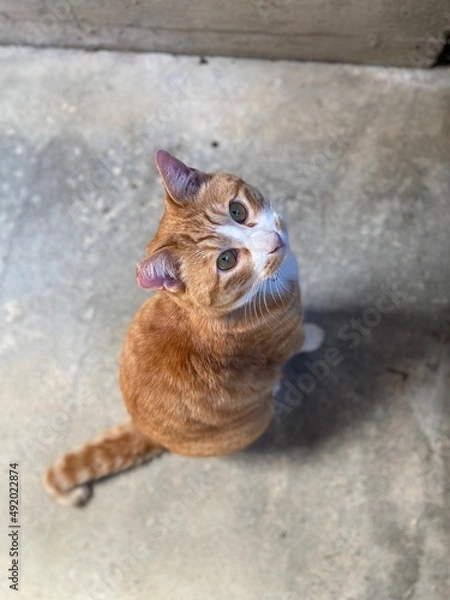 Obraz さくらねこは愛され猫