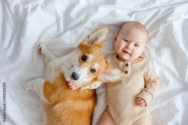 Fototapeta A smiling infant and ginger corgi pembroke laying on a white sheet. The concept of relationships between baby and dog. Fur allergy. Dog in family with newborn. Friendship between baby and dog.