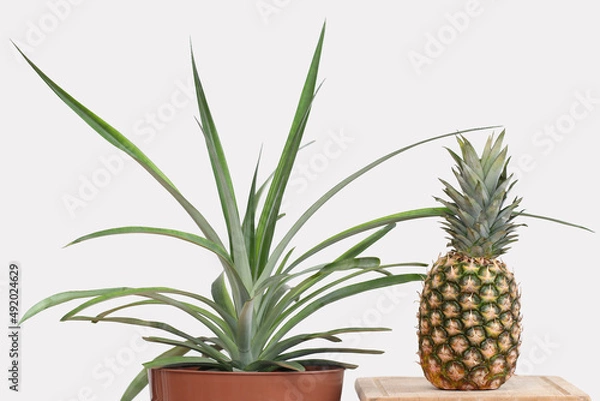 Fototapeta The pineapple plant on the left, grown from the pineapple top and the pineapple fruit on the right. The plant was planted in a pot a year ago. Growing pineapple at home. A light gray background.