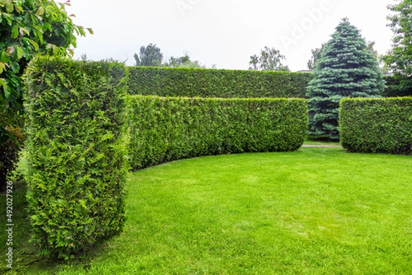 Obraz crescent of thuja hedge in a garden with a meadow of green turf lawn spring backyard landscape with copy space on the park, nobody.